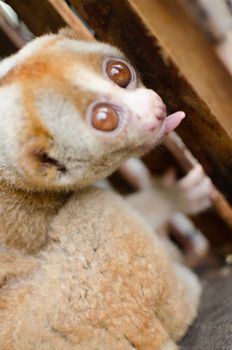 Lorises are nocturnal and locomotion is a slow and cautious climbing form of quadrupedalism.