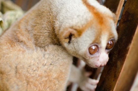 Lorises are nocturnal and locomotion is a slow and cautious climbing form of quadrupedalism.