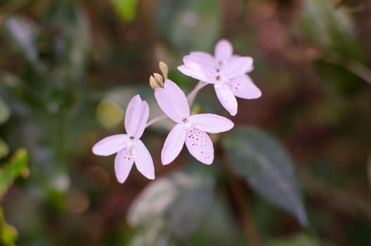 pink flower and blur background in the national prak