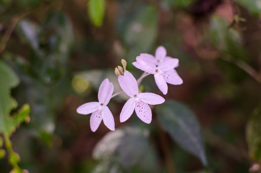 pink flower and blur background in the national prak