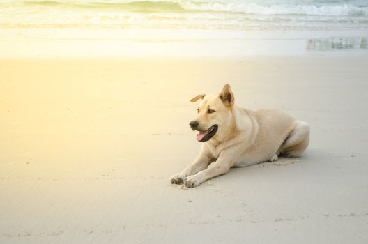 dog is sitting on the beach