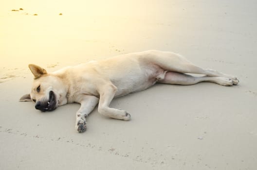 dog is sitting on the beach