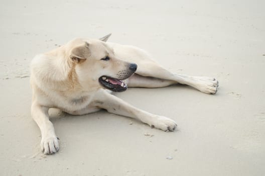 dog is sitting on the beach