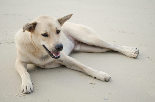 dog is sitting on the beach