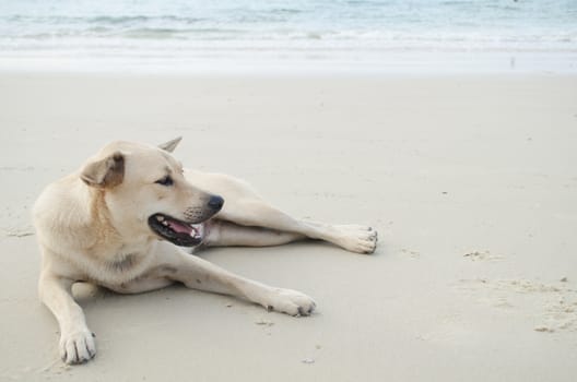 dog is sitting on the beach