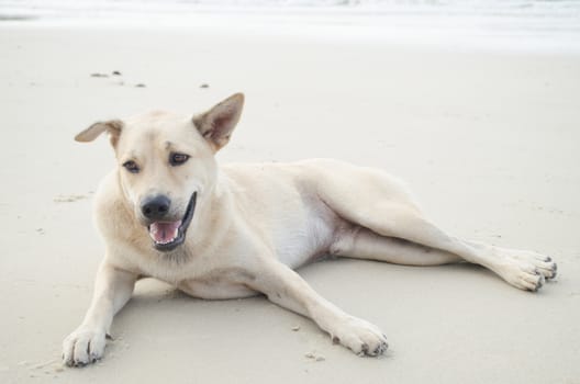 dog is sitting on the beach