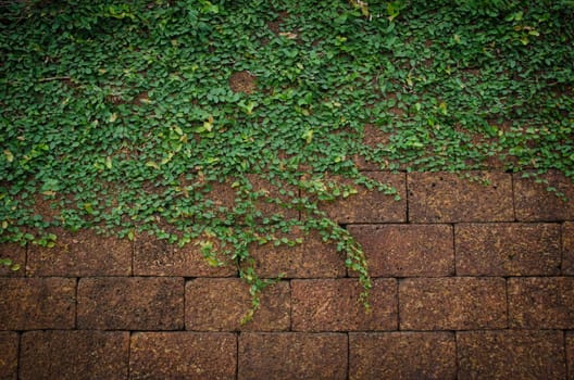 Green wall, eco friendly vertical garden for background and have space for text