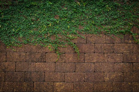 Green wall, eco friendly vertical garden for background and have space for text