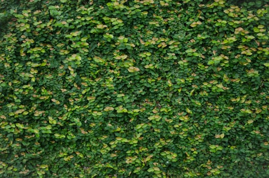 Green wall, eco friendly vertical garden for background and have space for text