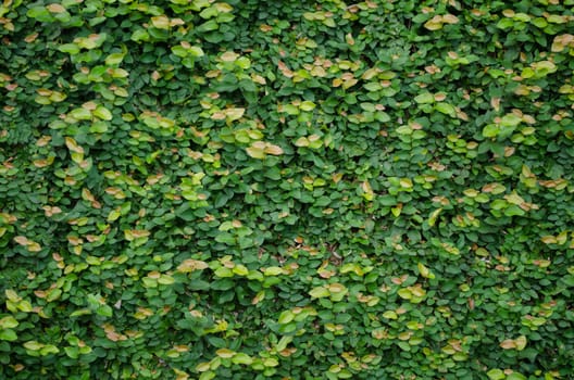 Green wall, eco friendly vertical garden for background and have space for text