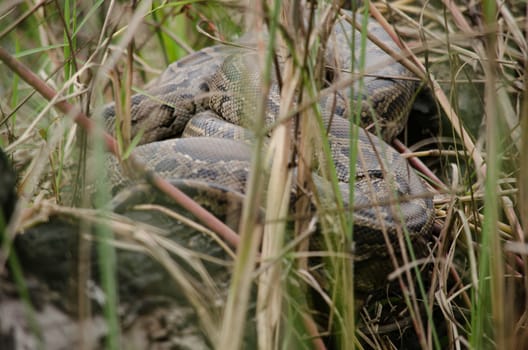 reticulated python is a species of python found in Southeast Asia. They are the world's longest snakes and longest reptiles,