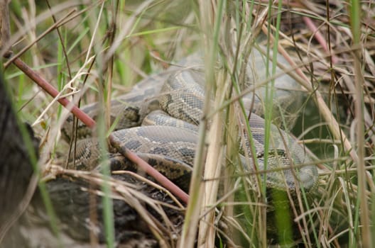 reticulated python is a species of python found in Southeast Asia. They are the world's longest snakes and longest reptiles,