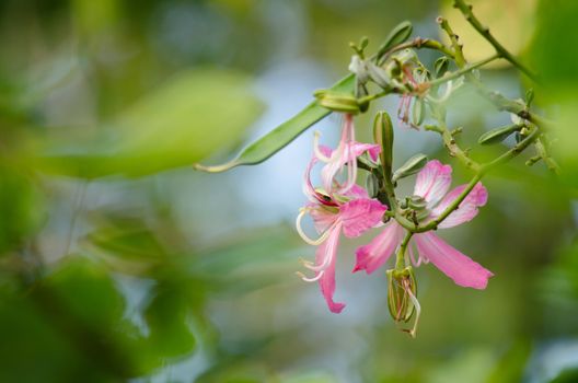 Purple orchid tree is closely related to peacock flower  and  most beautiful, the royal poinciana