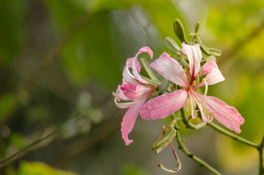 Purple orchid tree is closely related to peacock flower  and  most beautiful, the royal poinciana