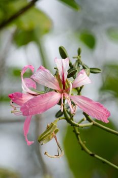 Purple orchid tree is closely related to peacock flower  and  most beautiful, the royal poinciana