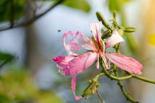 Purple orchid tree is closely related to peacock flower  and  most beautiful, the royal poinciana