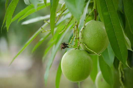 Cerbera odollam Gaertn is a dicotyledonous angiosperm, and commonly known as the suicide tree, pong-pong, and othalanga.