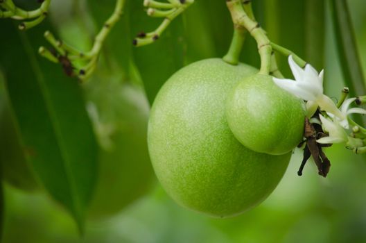 Cerbera odollam Gaertn is a dicotyledonous angiosperm, and commonly known as the suicide tree, pong-pong, and othalanga.