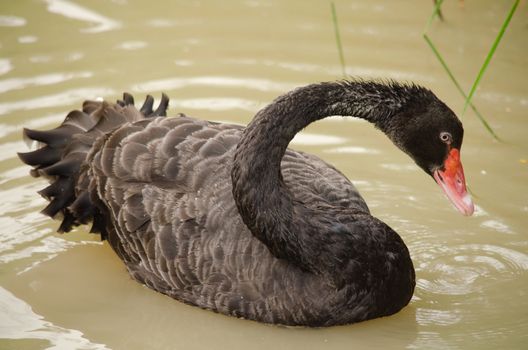 Cygnus atratus is a large waterbird with mostly black plumage and red bills.