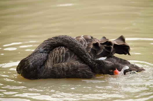 Cygnus atratus is a large waterbird with mostly black plumage and red bills.