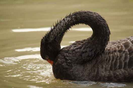 Cygnus atratus is a large waterbird with mostly black plumage and red bills.