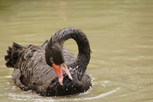 Cygnus atratus is a large waterbird with mostly black plumage and red bills.