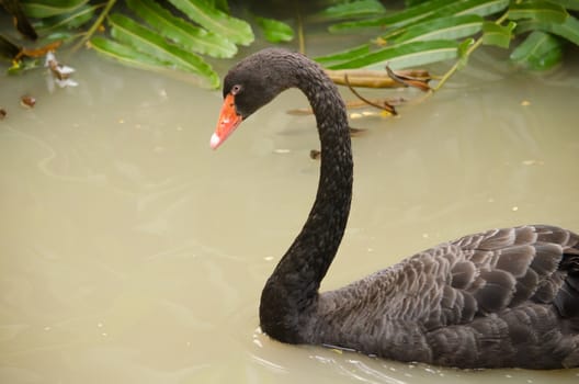 Cygnus atratus is a large waterbird with mostly black plumage and red bills.