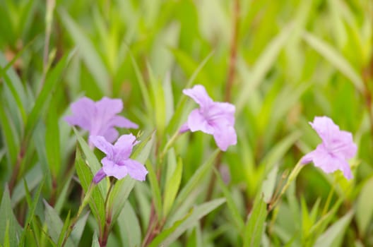 Ruellia squarrosa plant sink pots to the rim at the edge of ponds or water gardens.