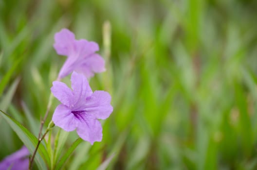 Ruellia squarrosa plant sink pots to the rim at the edge of ponds or water gardens.