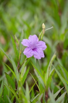 Ruellia squarrosa plant sink pots to the rim at the edge of ponds or water gardens.