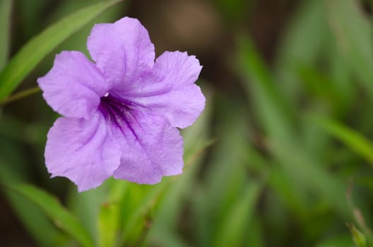 Ruellia squarrosa plant sink pots to the rim at the edge of ponds or water gardens.