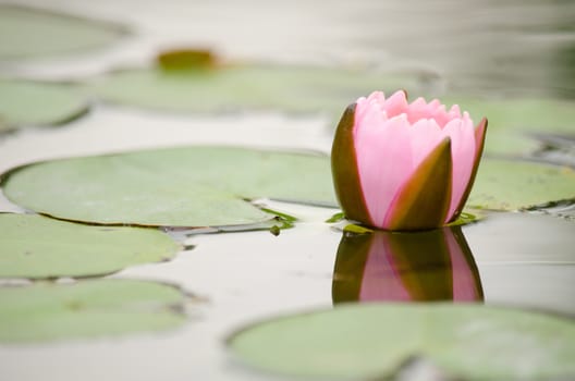 Lotus Flower is one of two extant species of aquatic plant in the family Nelumbonaceae.