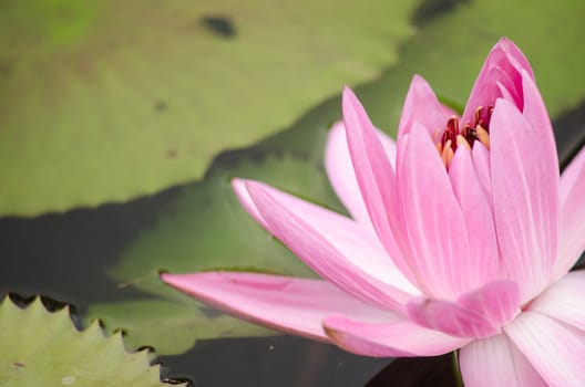 Lotus Flower is one of two extant species of aquatic plant in the family Nelumbonaceae.