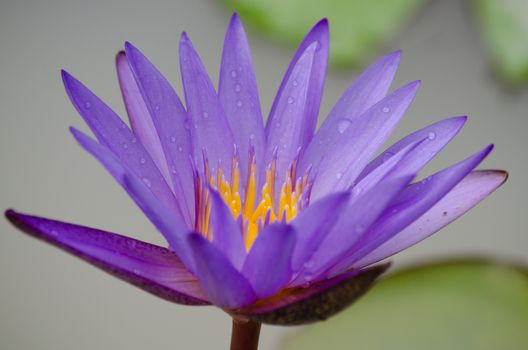 Lotus Flower is one of two extant species of aquatic plant in the family Nelumbonaceae.