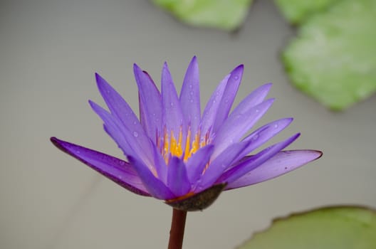 Lotus Flower is one of two extant species of aquatic plant in the family Nelumbonaceae.