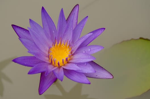 Lotus Flower is one of two extant species of aquatic plant in the family Nelumbonaceae.