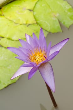 Lotus Flower is one of two extant species of aquatic plant in the family Nelumbonaceae.