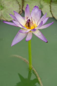 Lotus Flower is one of two extant species of aquatic plant in the family Nelumbonaceae.