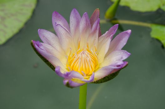 Lotus Flower is one of two extant species of aquatic plant in the family Nelumbonaceae.