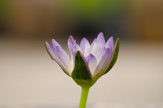 Lotus Flower is one of two extant species of aquatic plant in the family Nelumbonaceae.