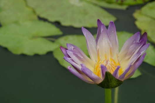 Lotus Flower is one of two extant species of aquatic plant in the family Nelumbonaceae.