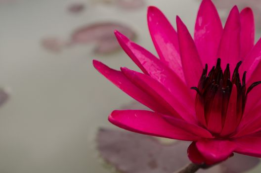 Lotus Flower is one of two extant species of aquatic plant in the family Nelumbonaceae.