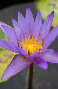 Lotus Flower is one of two extant species of aquatic plant in the family Nelumbonaceae.