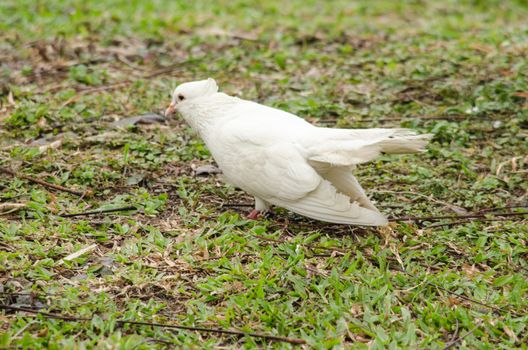 white rock pigeon  includes the domestic pigeon,  Escaped domestic pigeons have raised the populations of feral pigeons around the world