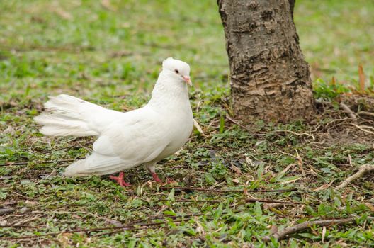 white rock pigeon  includes the domestic pigeon,  Escaped domestic pigeons have raised the populations of feral pigeons around the world