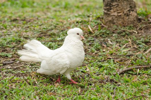 white rock pigeon  includes the domestic pigeon,  Escaped domestic pigeons have raised the populations of feral pigeons around the world