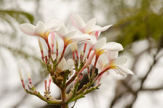 Most species are deciduous shrubs or small trees. are most fragrant at night