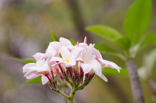 Most species are deciduous shrubs or small trees. are most fragrant at night