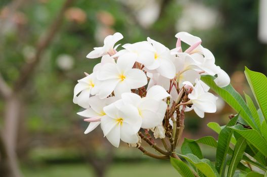 Most species are deciduous shrubs or small trees. are most fragrant at night