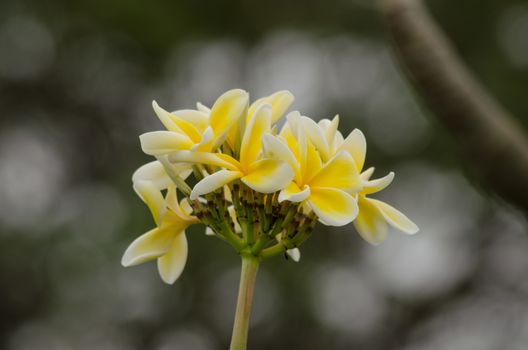 Most species are deciduous shrubs or small trees. are most fragrant at night